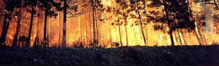 incendi boschivi