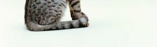 gatto