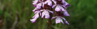 Orchidee Spontanee