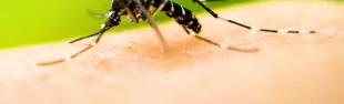 protezione zanzare