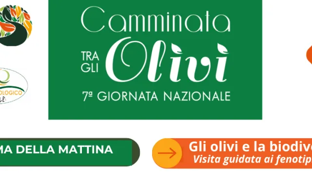 camminata olivi