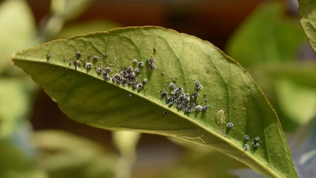 aleurodide