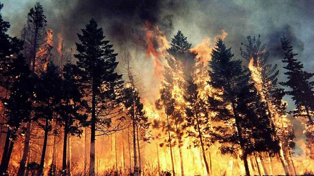 incendi boschivi