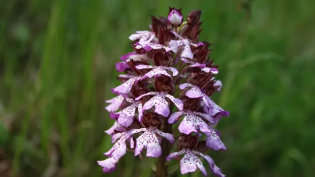 Orchidee Spontanee