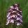 Orchidee Spontanee